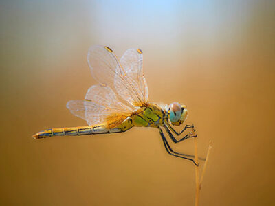 Macro photography <span class="ctime"> 1:06</span>